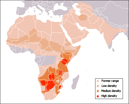Where can I travel if I want to see cheetahs?
