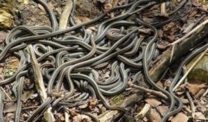 Snake Island Brazil