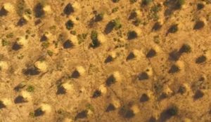 Termite mounds