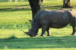 Javan Rhinoceros