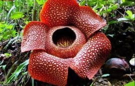 Rafflesia arnoldii