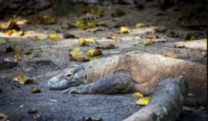 komodo dragon