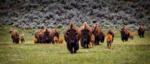 bison-min