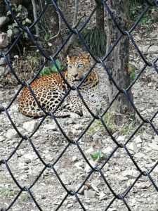Nanital Zoo