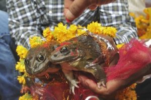 frog wedding