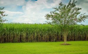 sugarcane-439880_640