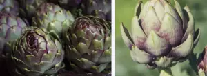 Artichokes