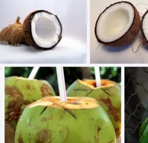 Coconut