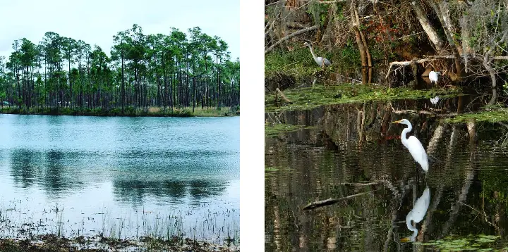 Interesting Facts, History & Information About Everglades National Park