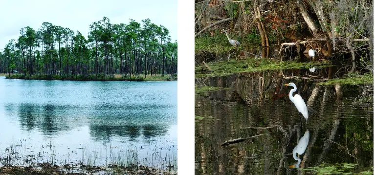 Interesting Facts, History &#038; Information About Everglades National Park