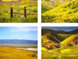 Interesting Facts, History & Information About The Carrizo Plain