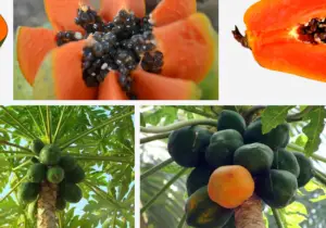 Papaya