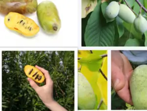 Pawpaw fruit