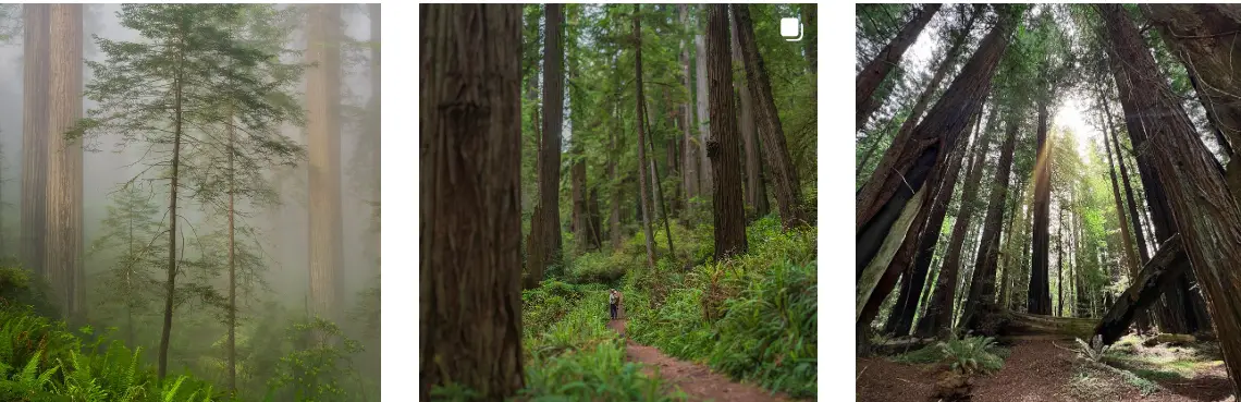 Redwood National and State Parks: Interesting Facts, History & Information