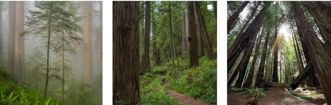 Redwood National and State Parks: Interesting Facts, History &#038; Information