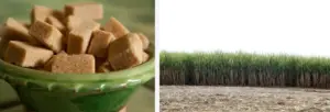 Sugar cane