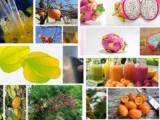 What fruit is florida known for