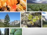 What is California known for agriculture