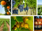 What is California known for growing