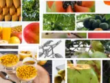 What is Hawaii known for agriculture