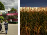 What is Indiana known for agriculture