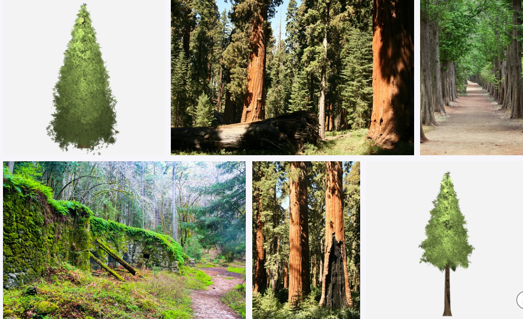 What is Redwood National Park famous for
