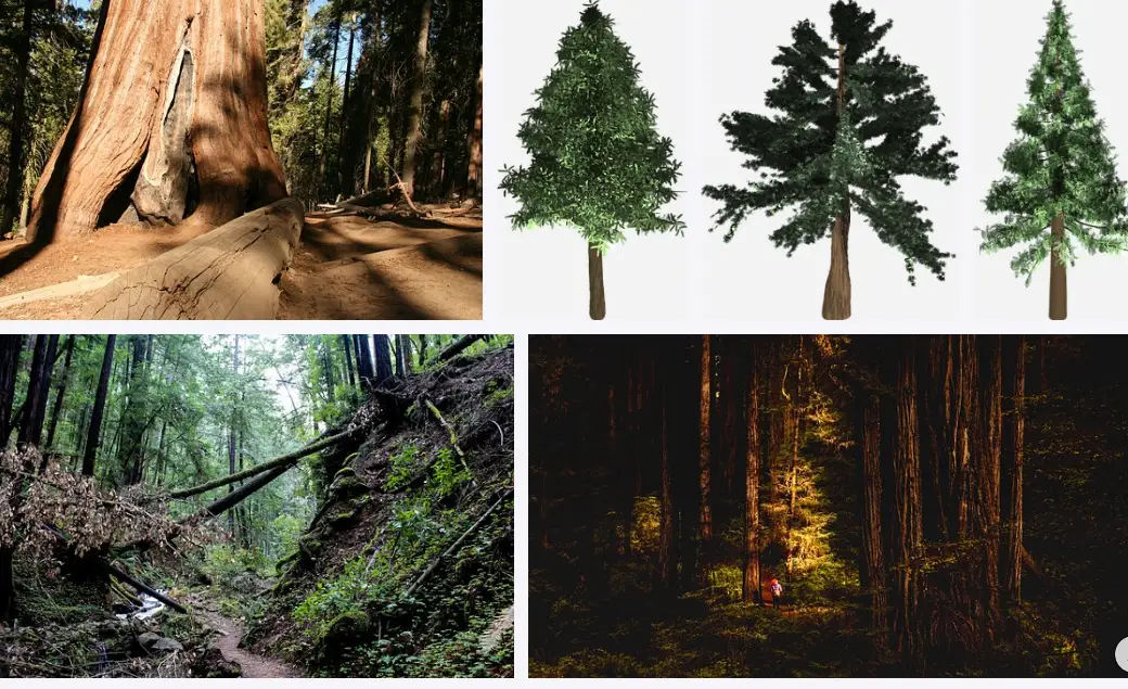 What city are the redwoods in California?