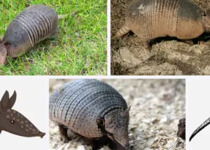 Armadillos