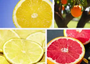 Citrus Fruits