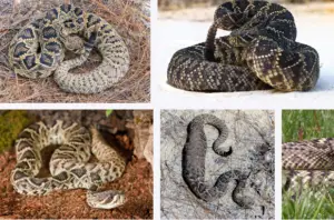 Eastern Diamondback Rattlesnake