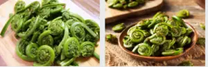 Fiddleheads