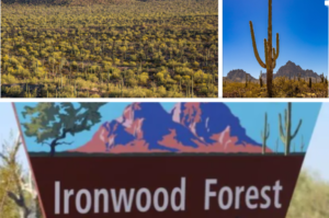Interesting facts about Ironwood Forest National Monument