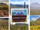 Ironwood Forest National Monument