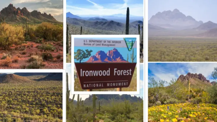 Ironwood Forest National Monument : Interesting Facts, History & Travel Guide