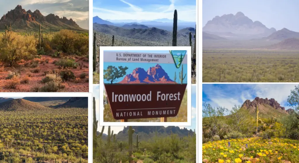 Ironwood Forest National Monument : Interesting Facts, History & Travel Guide