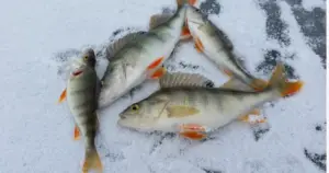 Lake perch