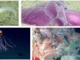 Marianas Trench Marine National Monument