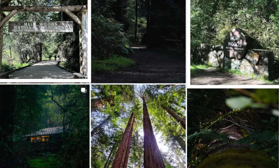 Muir Woods National Monument : Interesting Facts, History & Travel Guide
