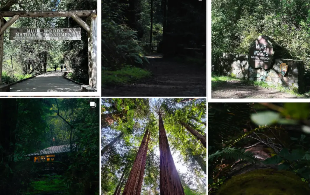 Muir Woods National Monument : Interesting Facts, History &#038; Travel Guide