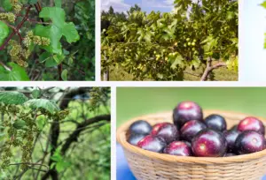 Muscadine grapes