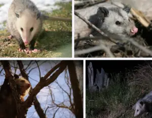 Opossums