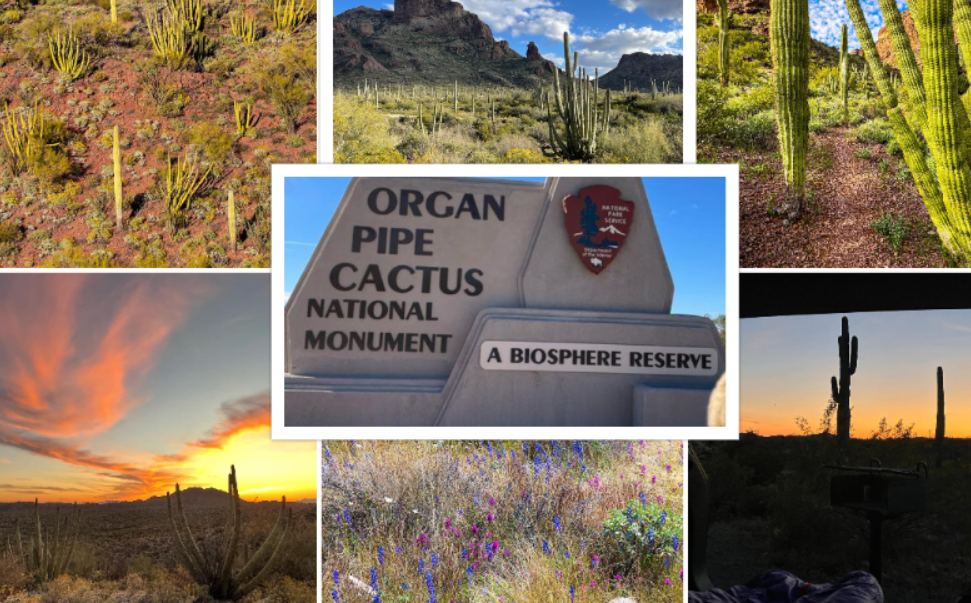 Organ Pipe Cactus National Monument : Interesting Facts, History & Travel Guide