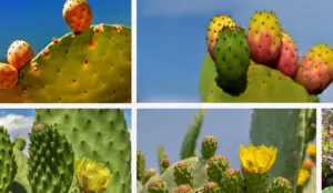 Prickly Pears