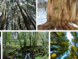 Redwood Tree Interesting Facts & Information