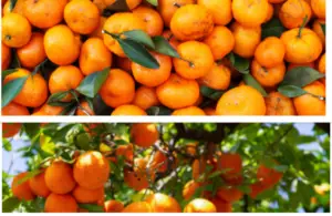 Satsuma oranges