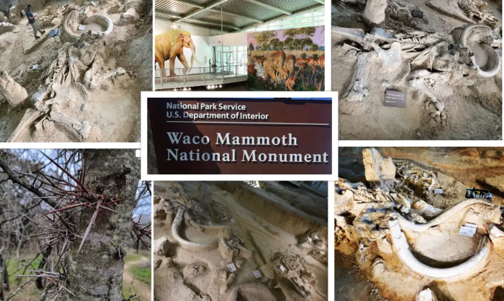 Waco Mammoth National Monument : Interesting Facts, History &#038; Travel Guide