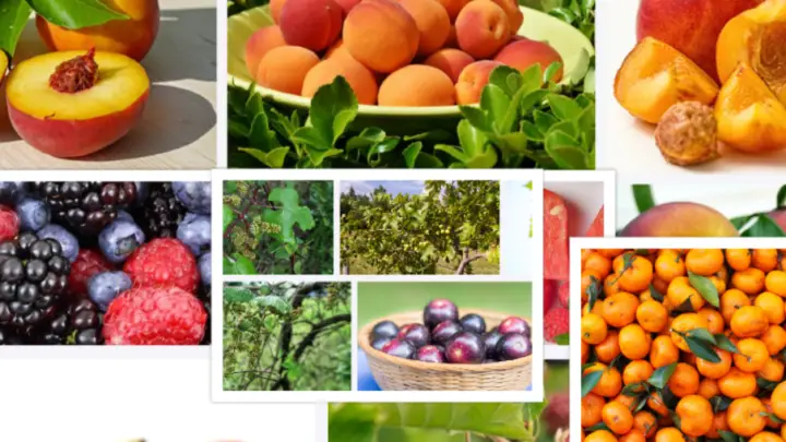 What Fruit is Alabama known for? | Best Local & Delicious Alabama Fruits