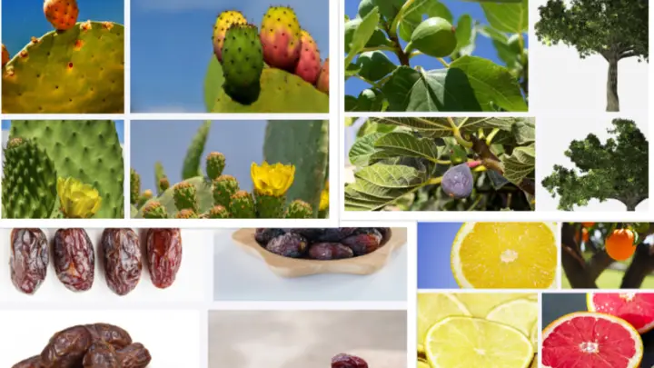 What Fruit is Arizona known for? | Best Local & Delicious Arizona Fruits