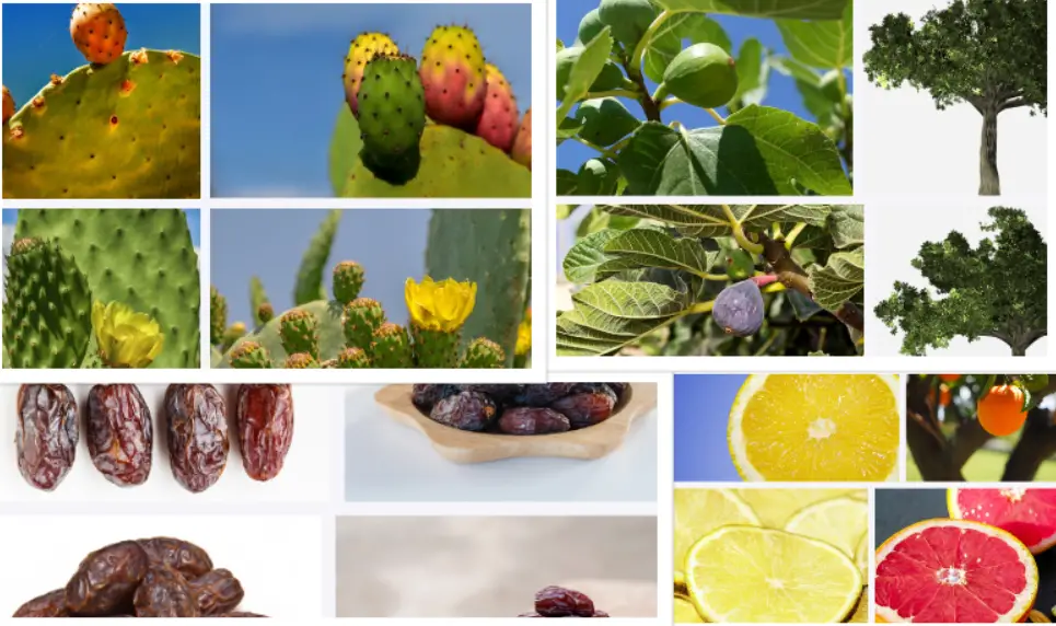 What Fruit is Arizona known for? | Best Local &#038; Delicious Arizona Fruits