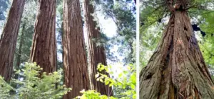 Where do redwood trees grow